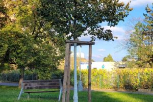 6. výročí vysazení stromu republiky (2024)