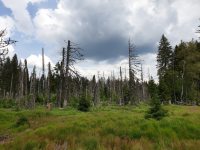 Dočista zkůrovcováno