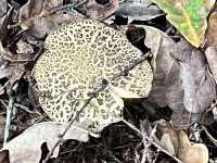 553204506_1138412434507022_3609421767581660531_n